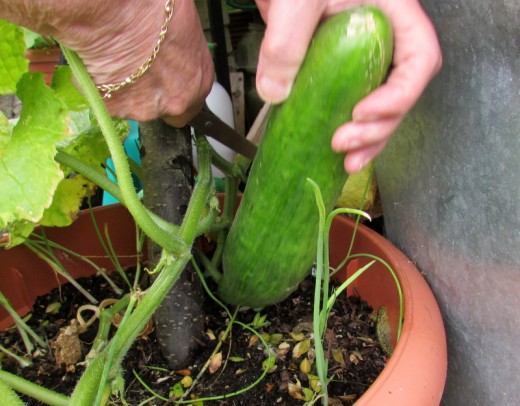 How To Grow Cucumbers In Containers In The Garden Malawi Chitukuko